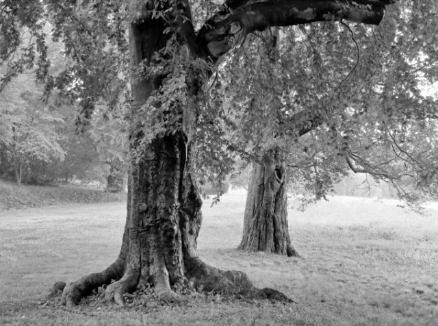 thoreauandthelanguageoftrees